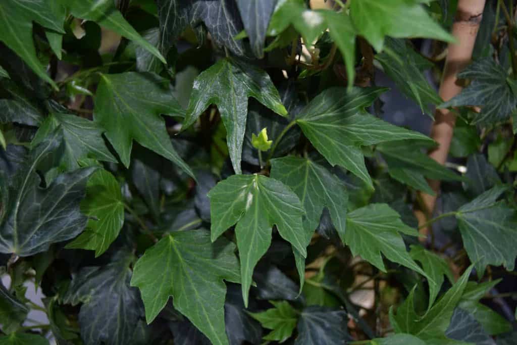 Hedera helix 'Green Ripple' ---